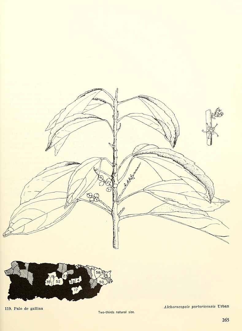 no HD illustration available (m5)