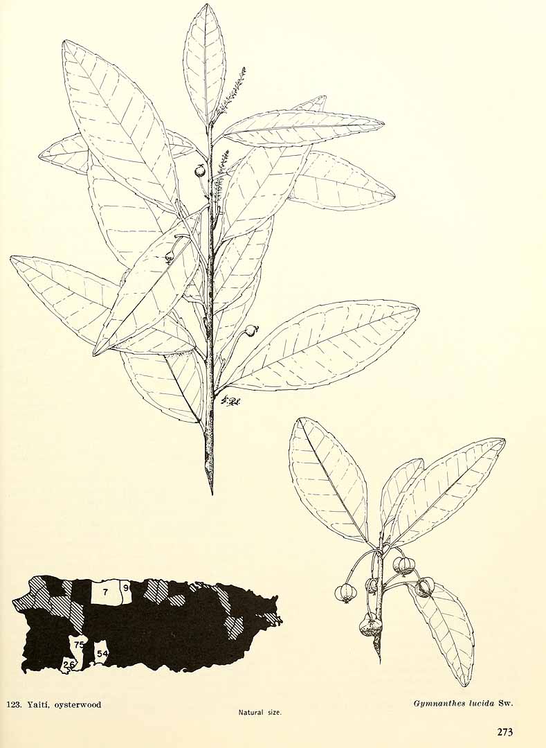 no HD illustration available (m5)
