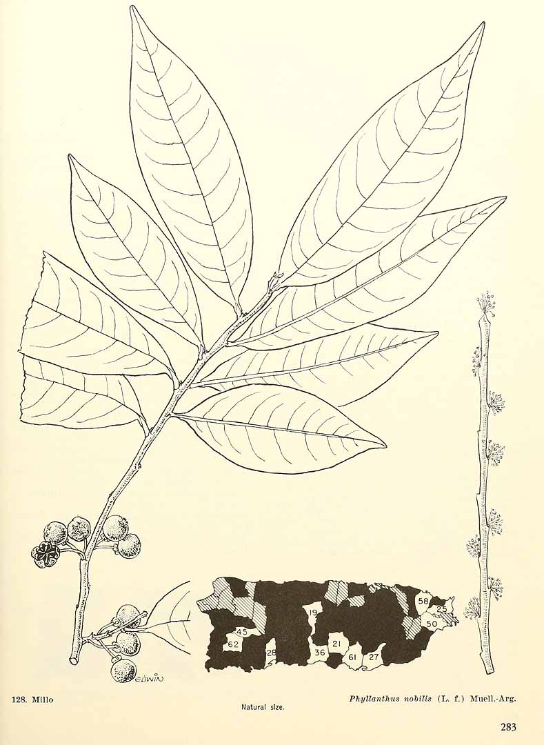 no HD illustration available (m5)