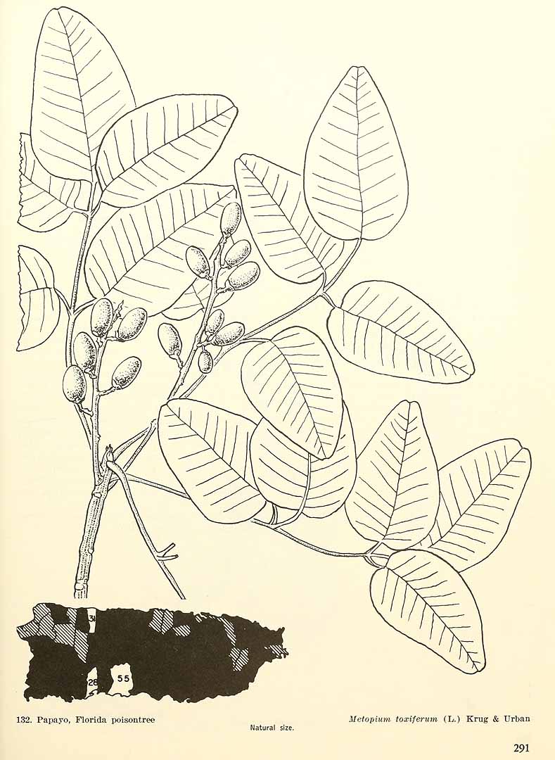 no HD illustration available (m5)