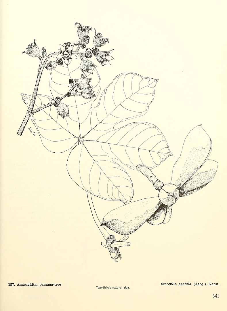 no HD illustration available (m5)