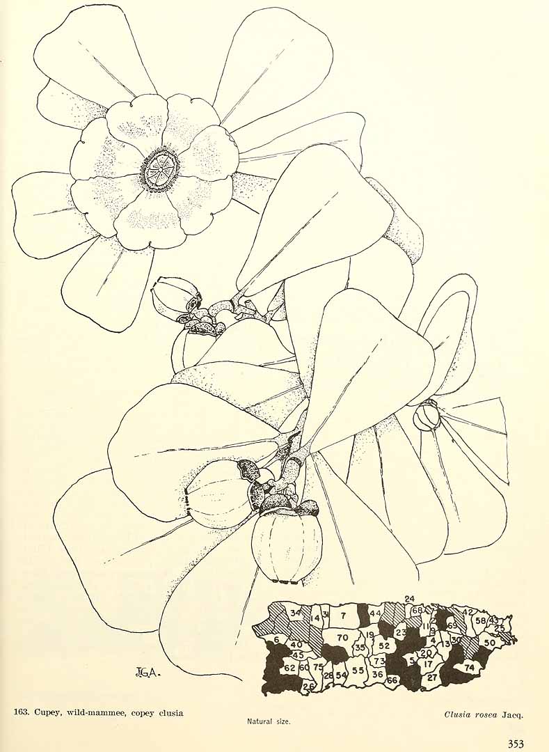 no HD illustration available (m5)