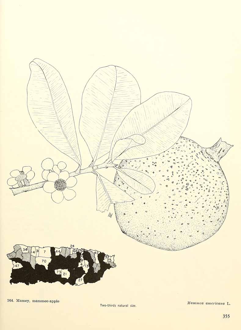 no HD illustration available (m5)