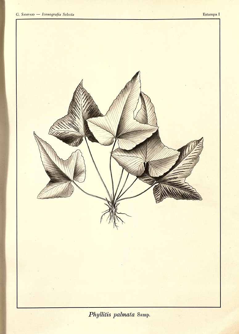no HD illustration available (m5)