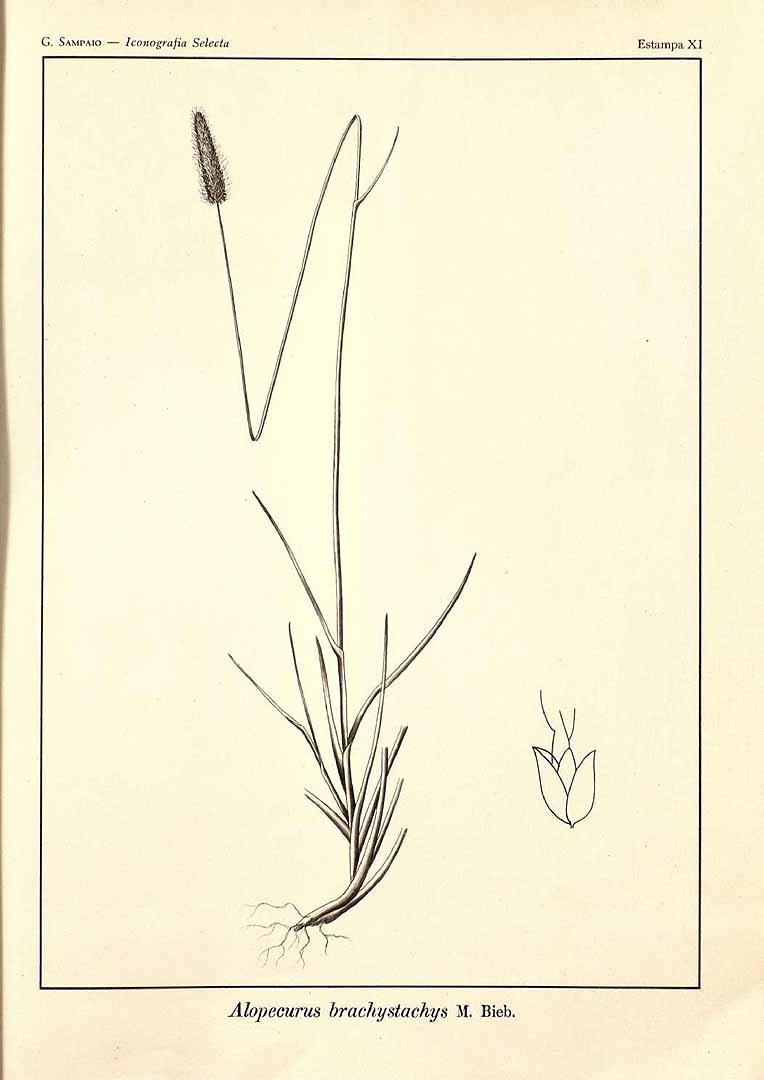 no HD illustration available (m5)