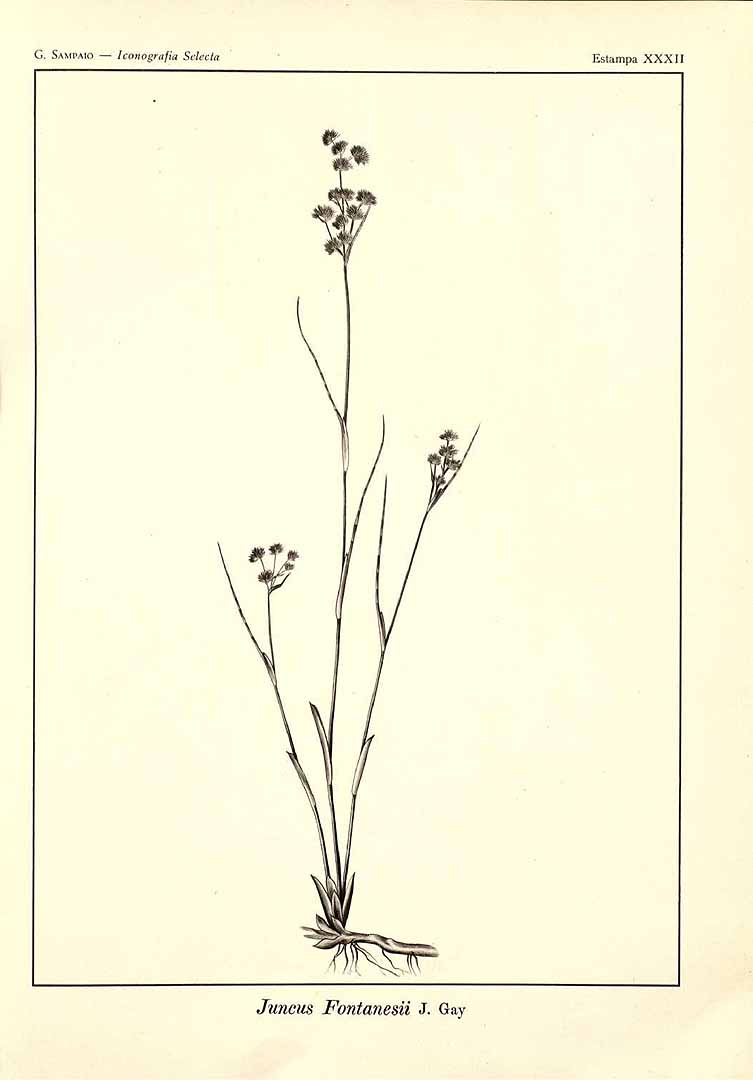 no HD illustration available (m5)