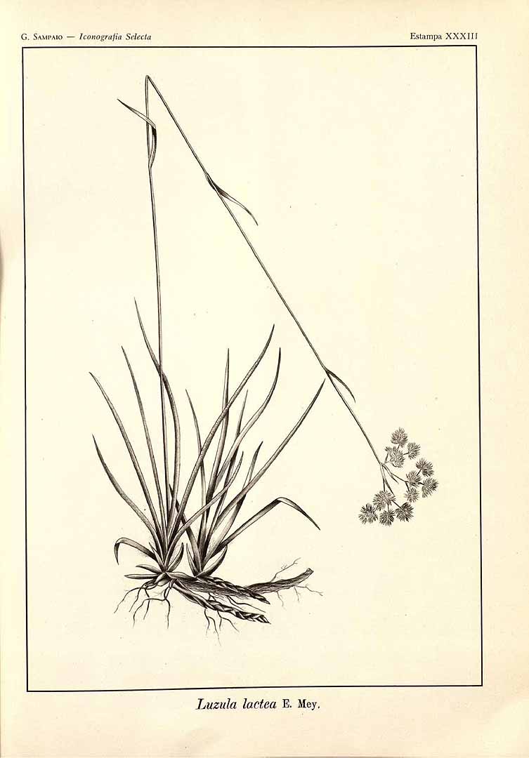 no HD illustration available (m5)