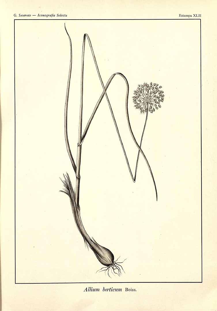 no HD illustration available (m5)