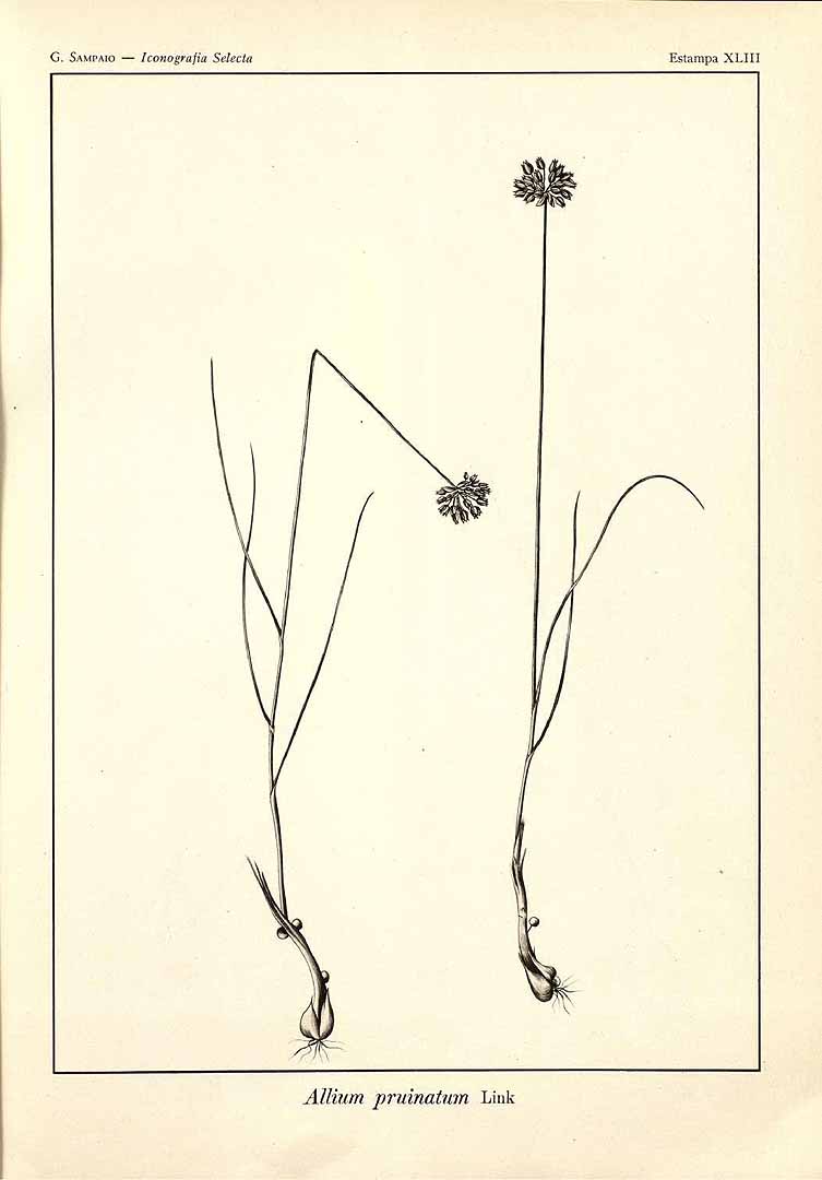 no HD illustration available (m5)