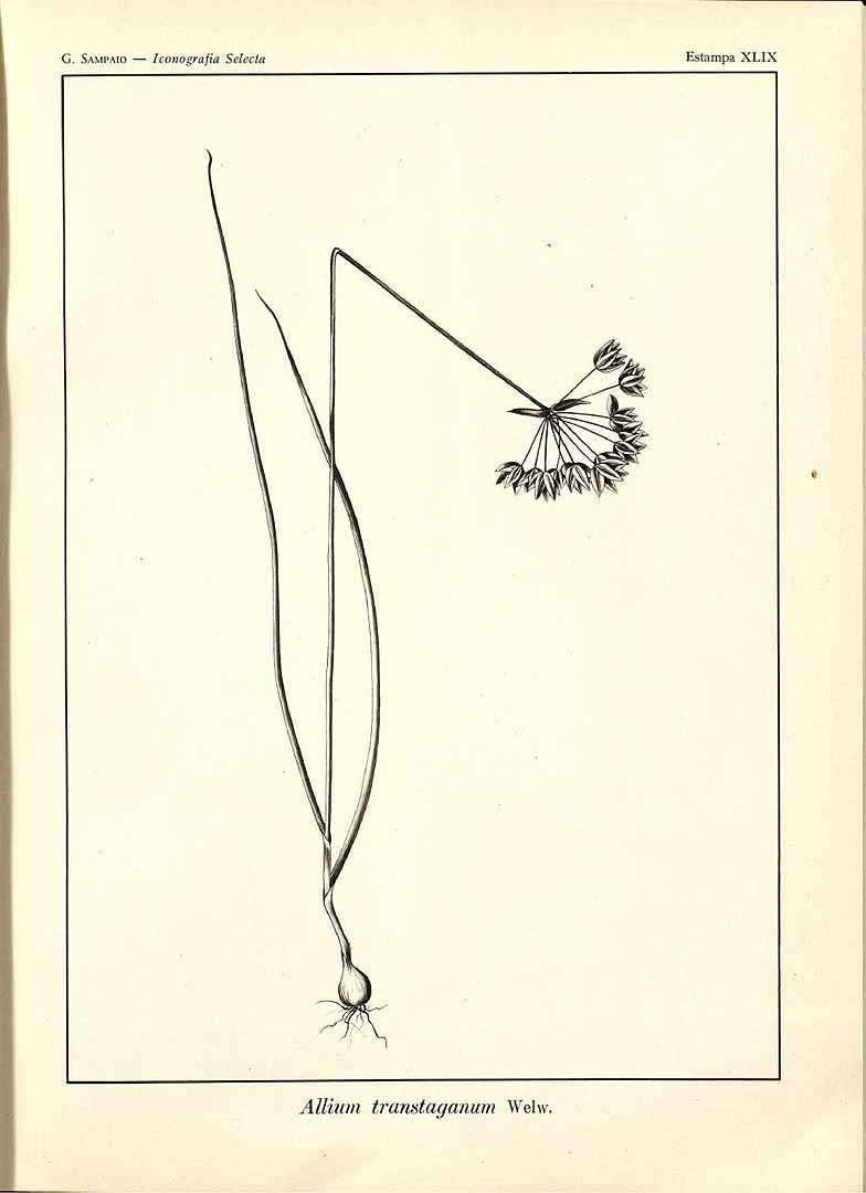 no HD illustration available (m5)