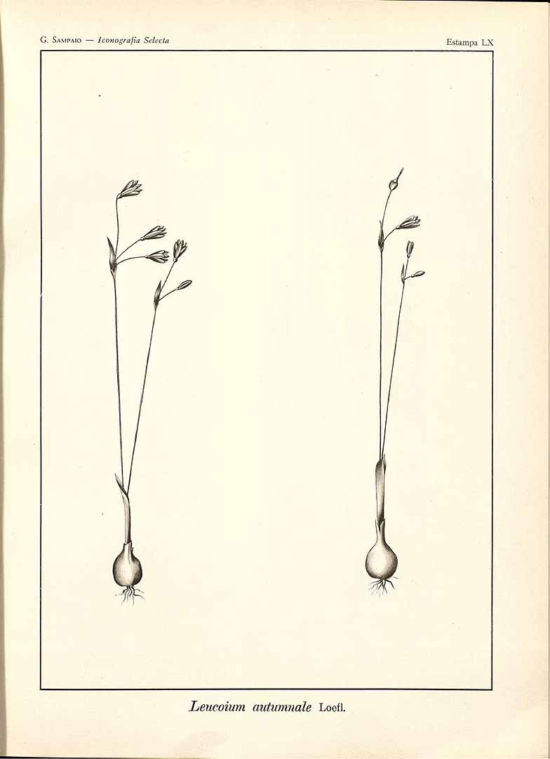 no HD illustration available (m5)