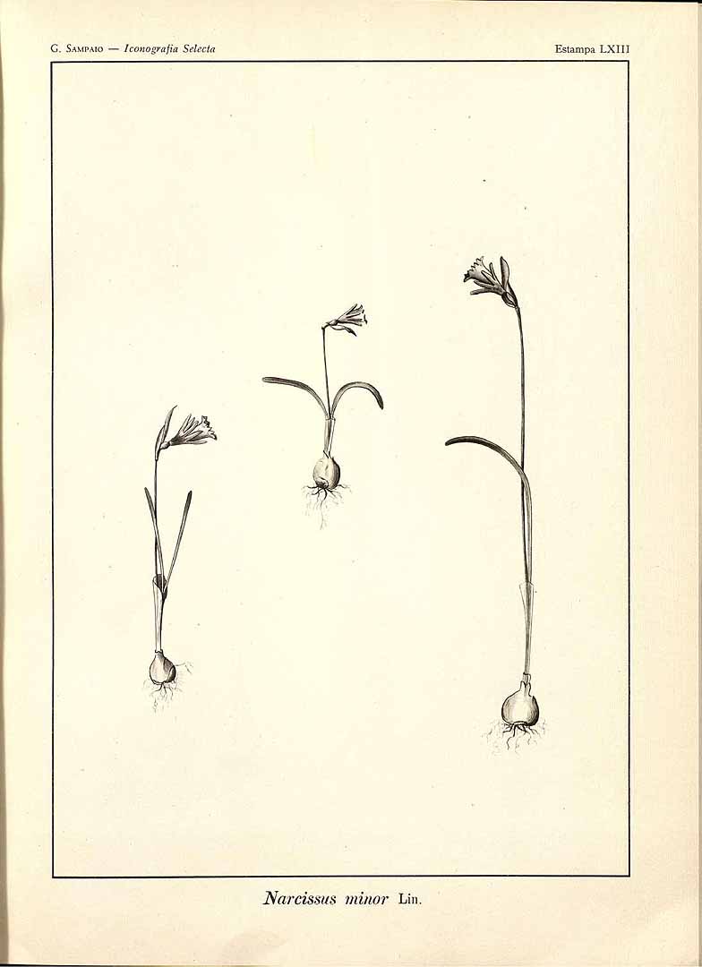 no HD illustration available (m5)