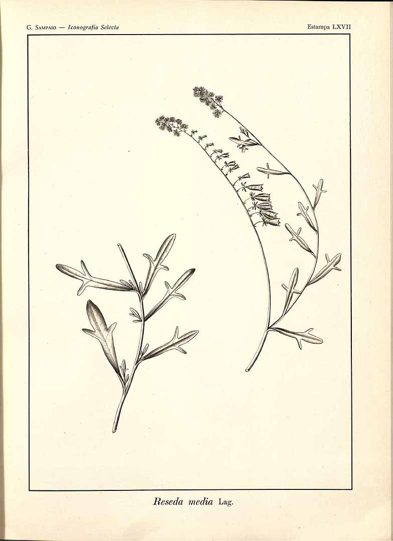 no HD illustration available (m5)