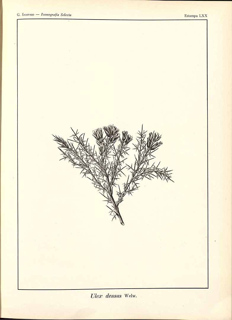 no HD illustration available (m5)
