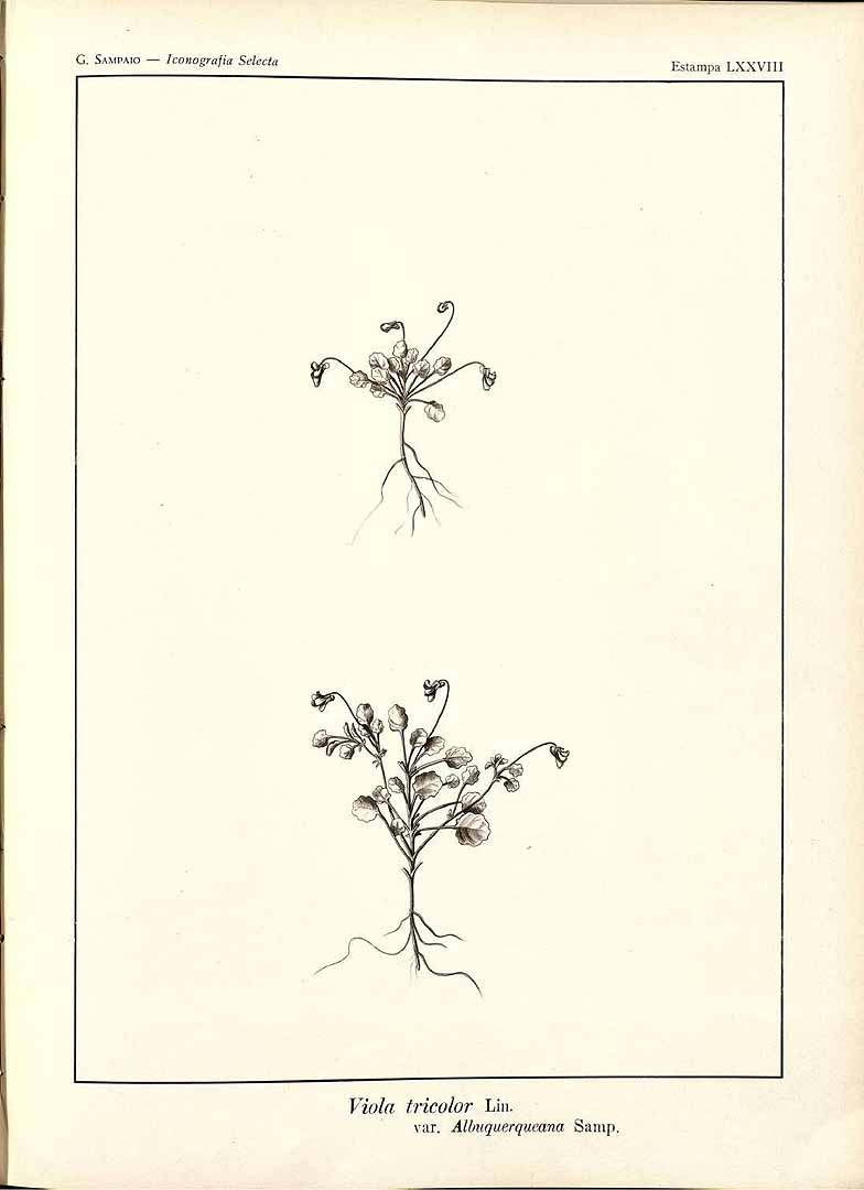 no HD illustration available (m1)