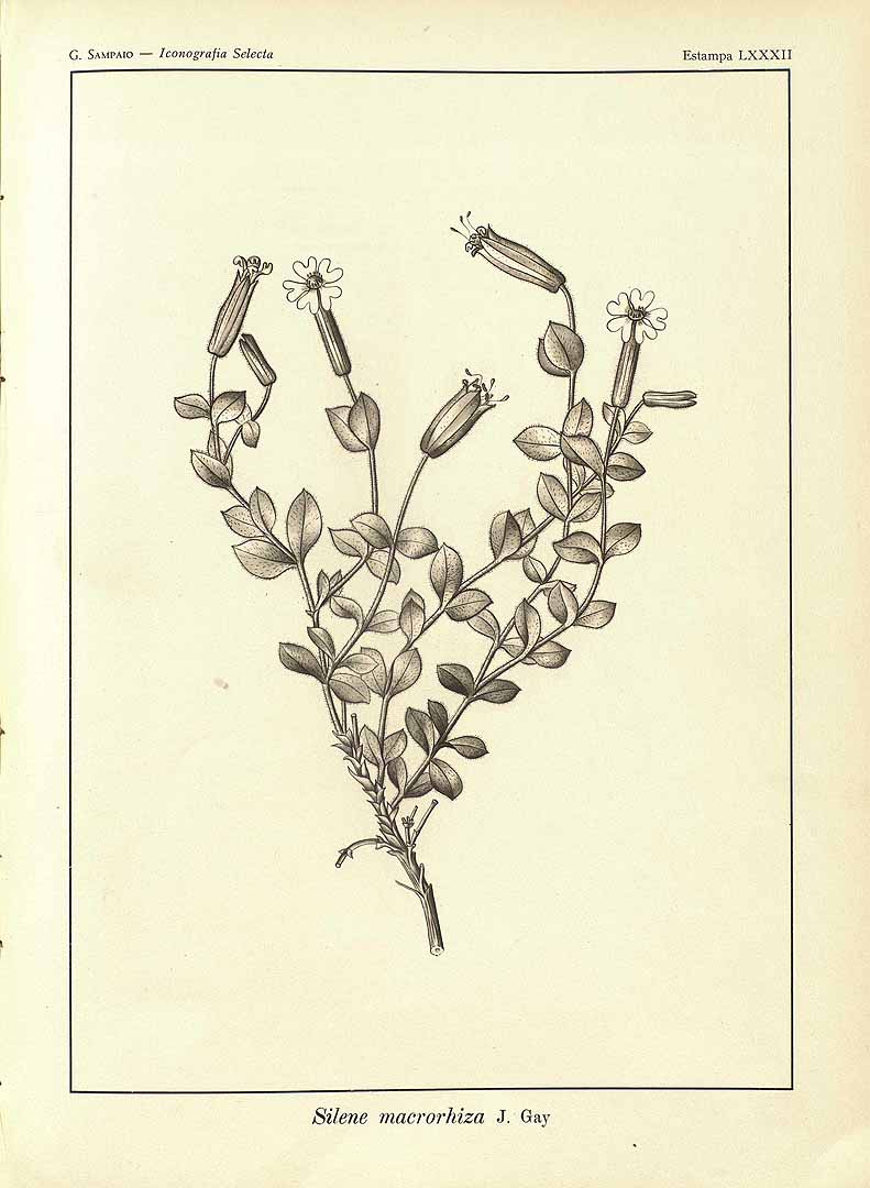 no HD illustration available (m1)