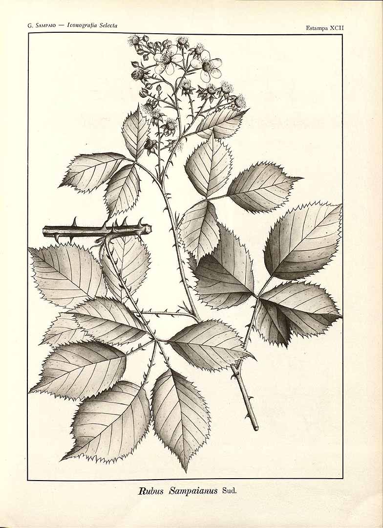 no HD illustration available (m5)