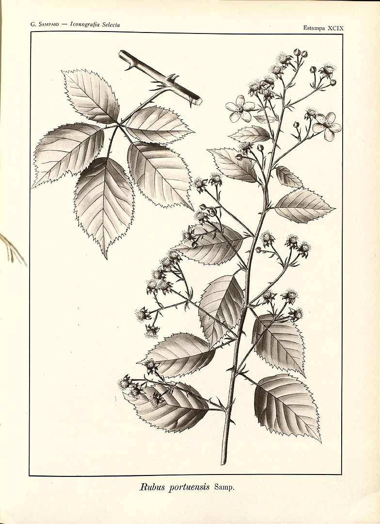 no HD illustration available (m5)