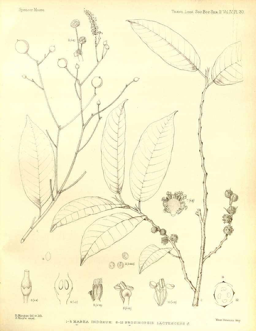 no HD illustration available (m5)