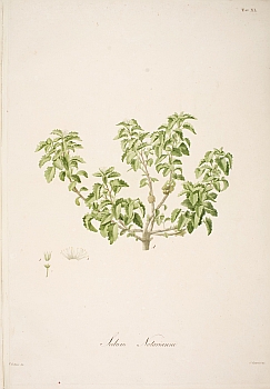 no HD illustration available (m5)