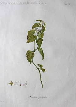 no HD illustration available (m5)