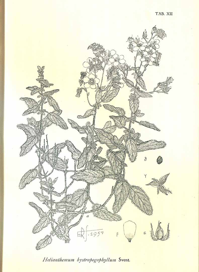 no HD illustration available (m5)
