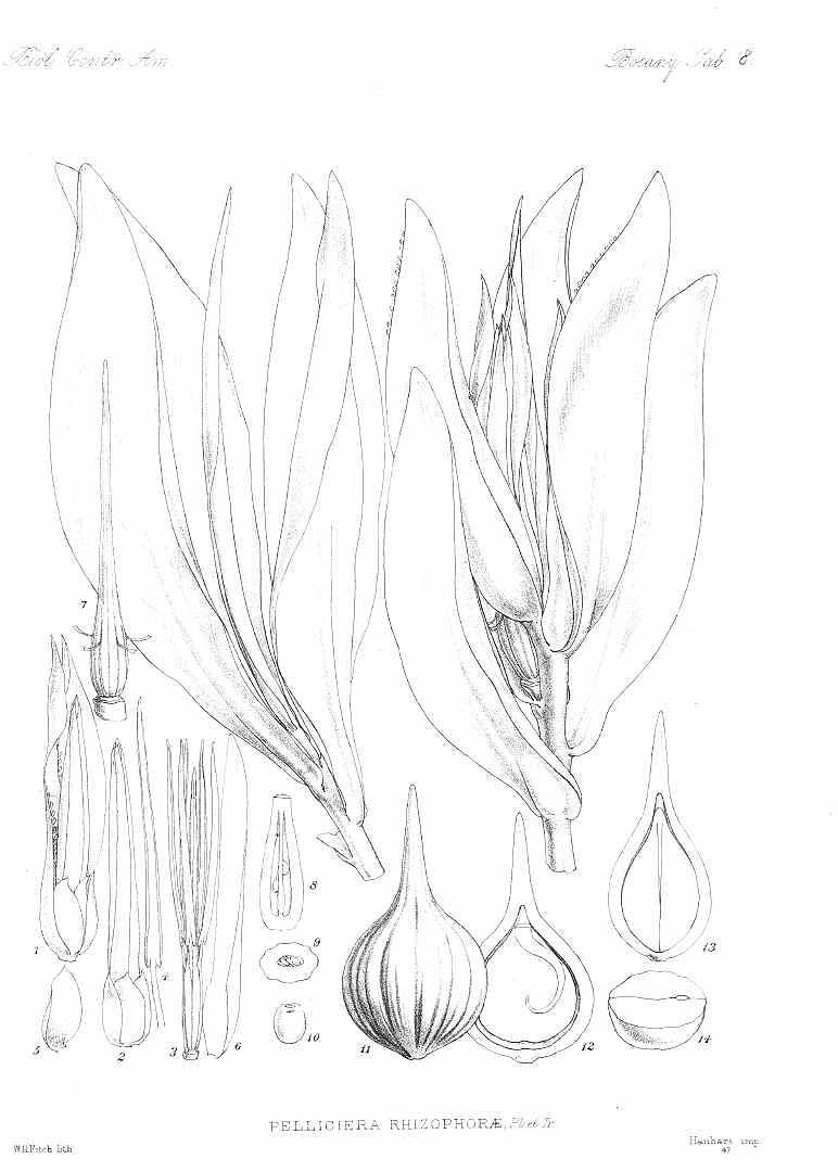 no HD illustration available (m5)