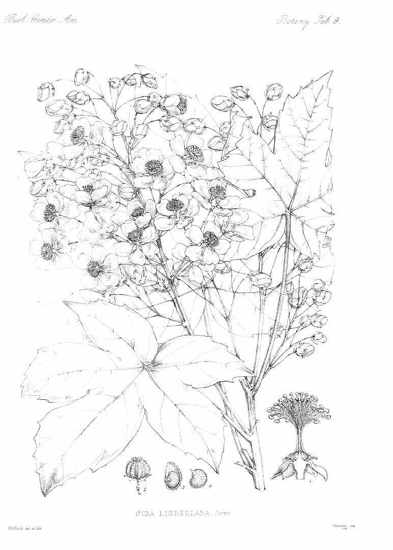 no HD illustration available (m5)