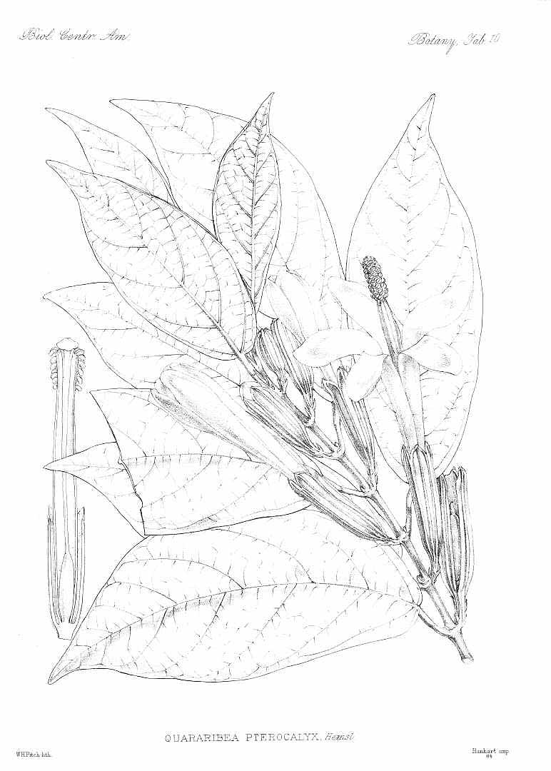 no HD illustration available (m5)