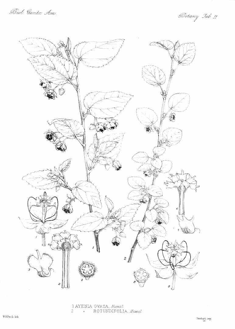no HD illustration available (m5)