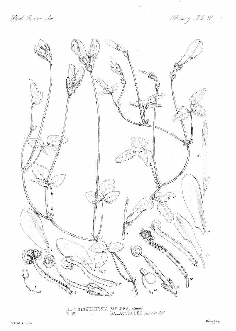 no HD illustration available (m5)
