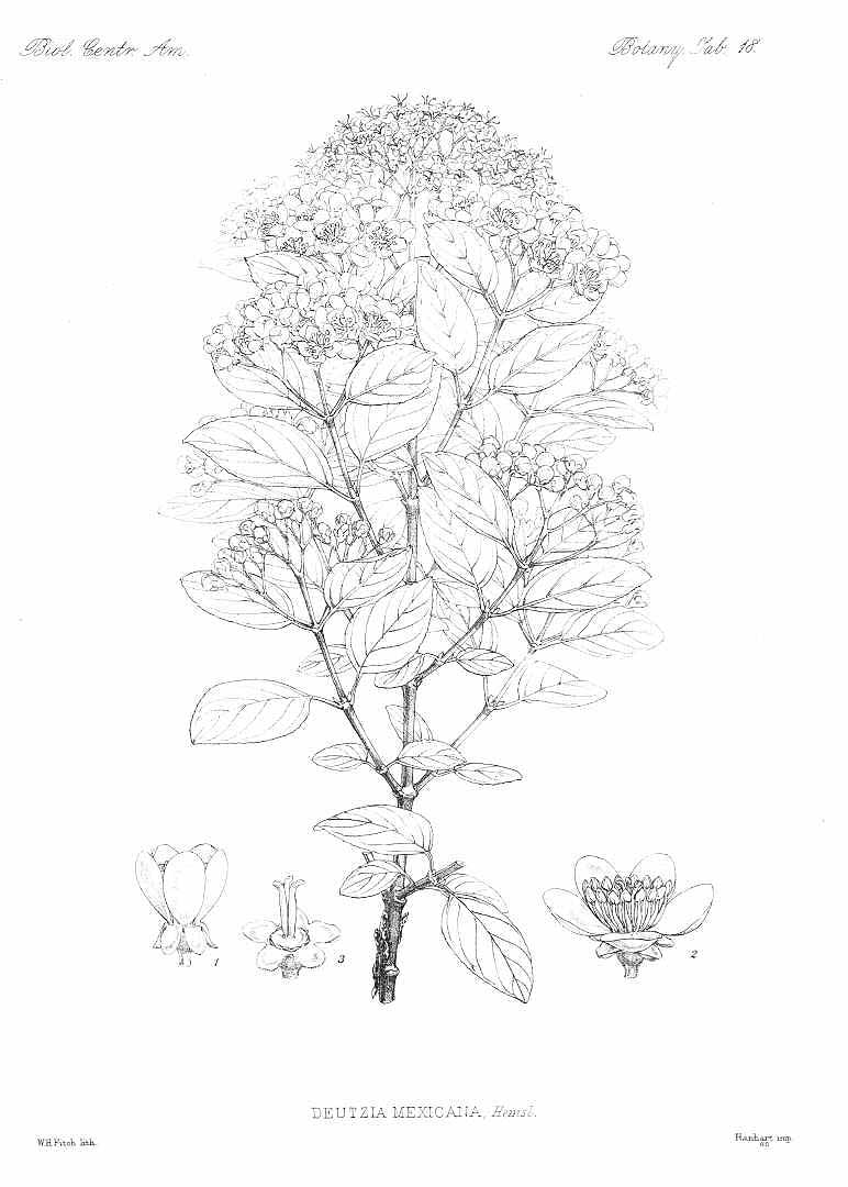 no HD illustration available (m5)