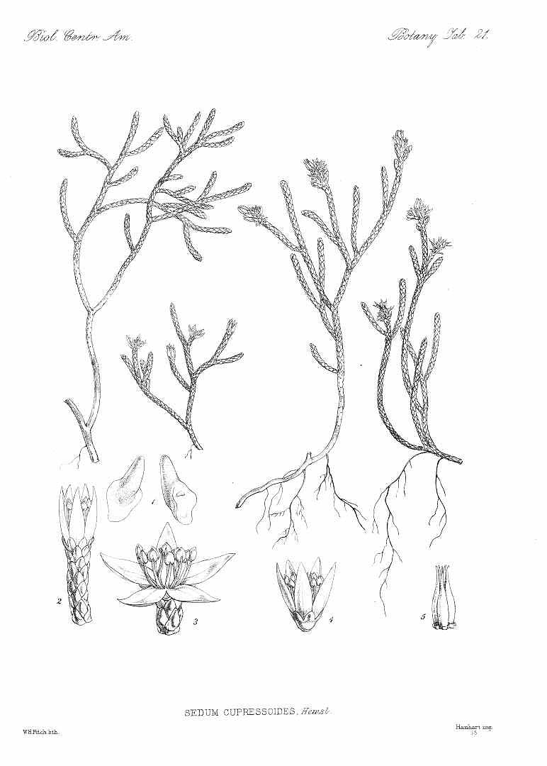 no HD illustration available (m5)