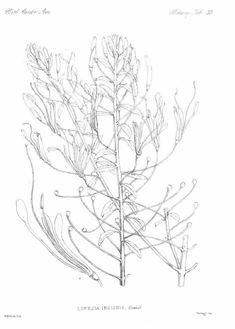 no HD illustration available (m5)