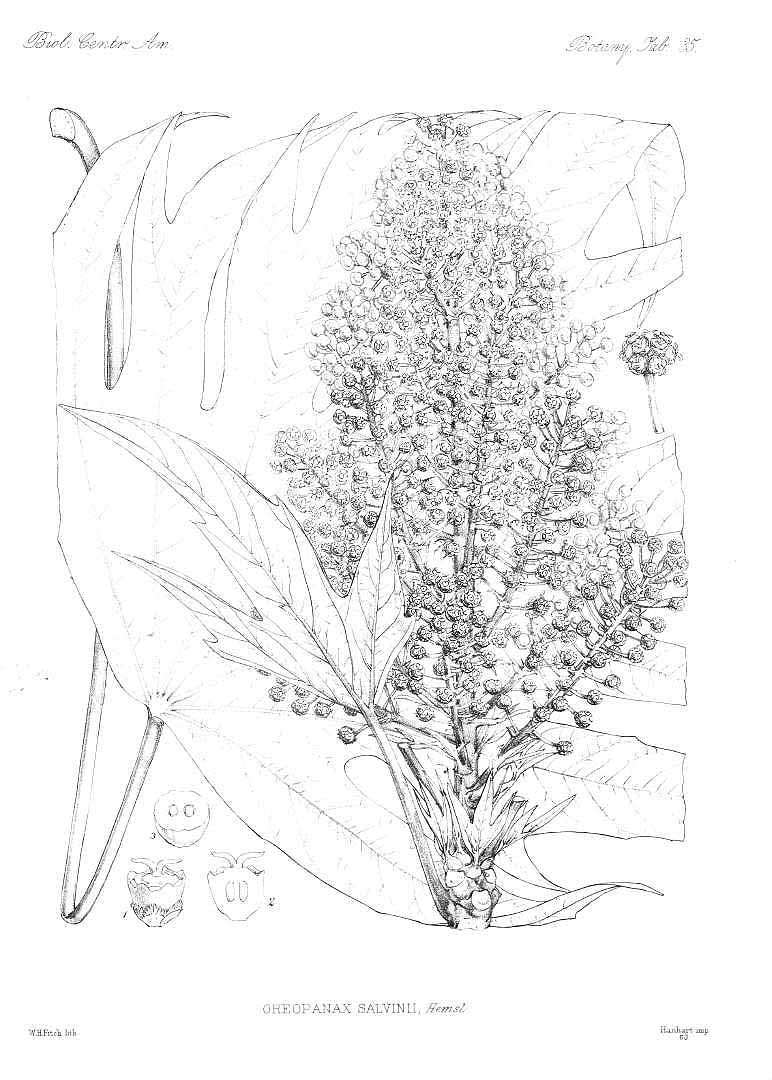 no HD illustration available (m5)