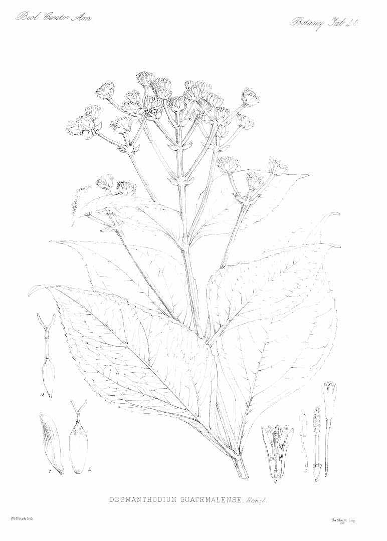 no HD illustration available (m5)