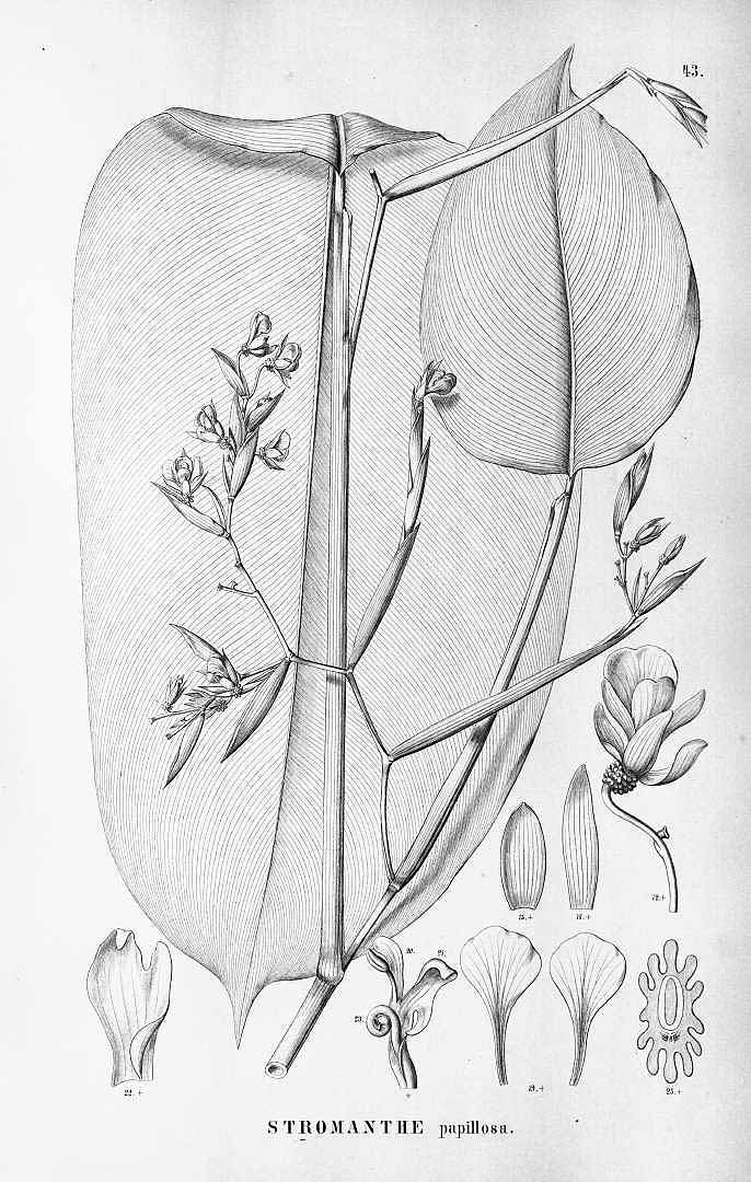 no HD illustration available (m5)