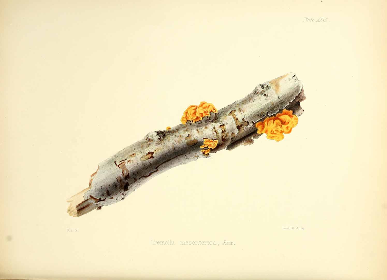 no HD illustration available (m5)