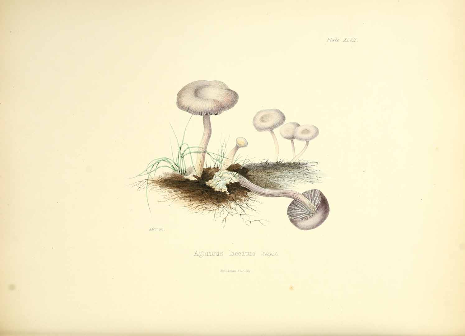 no HD illustration available (m5)