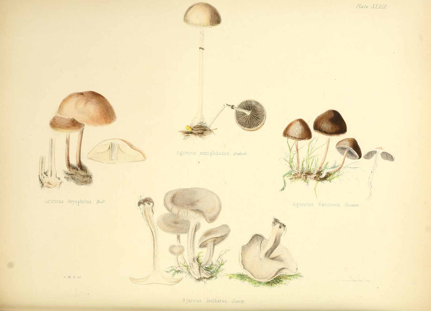 no HD illustration available (m5)