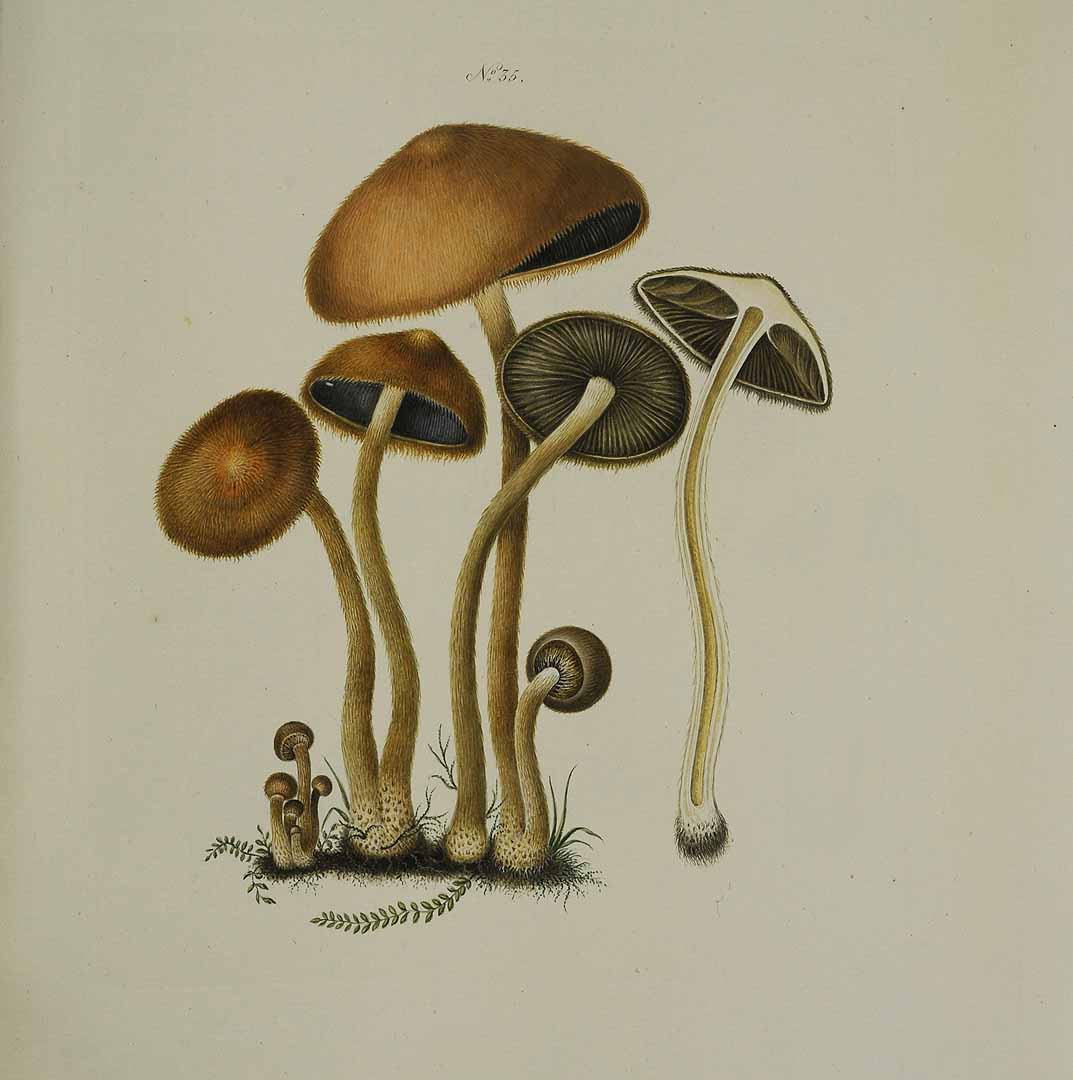 no HD illustration available (m5)