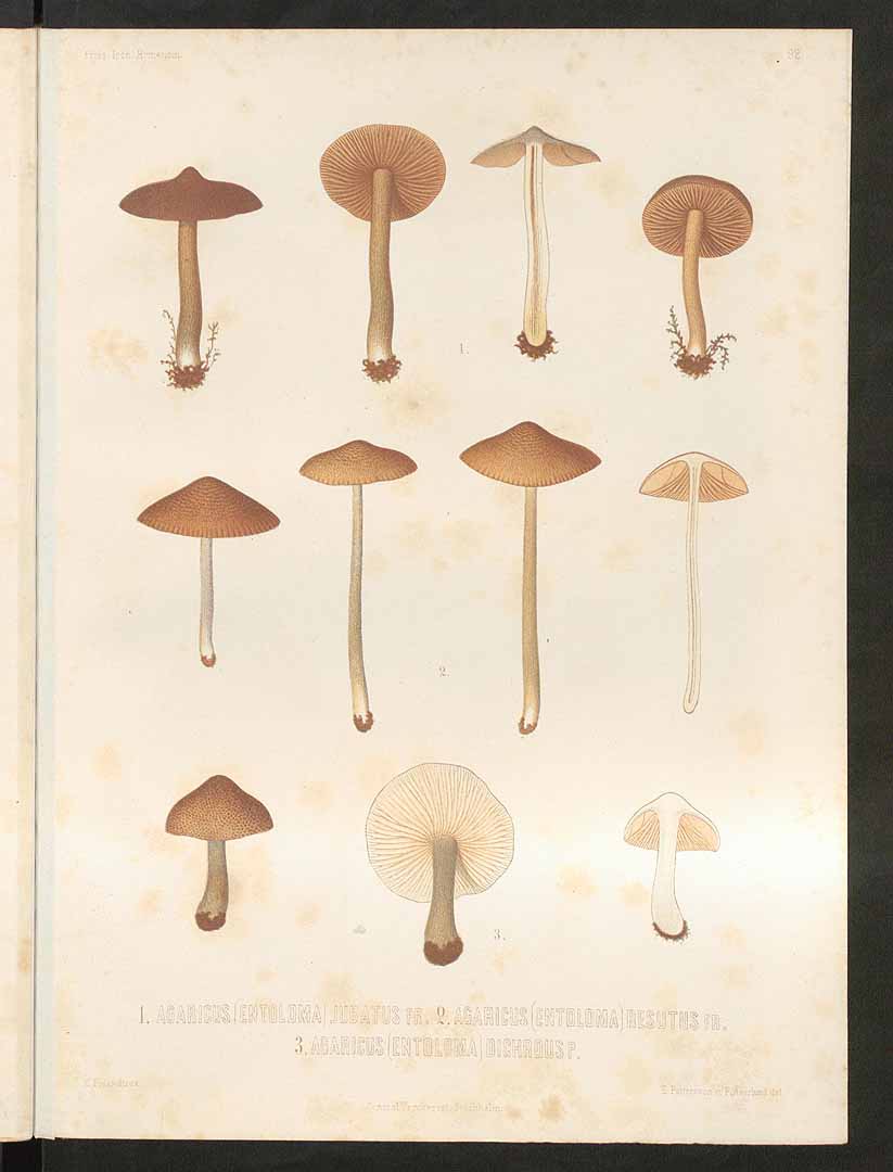 no HD illustration available (m5)
