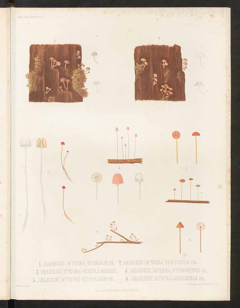 no HD illustration available (m5)