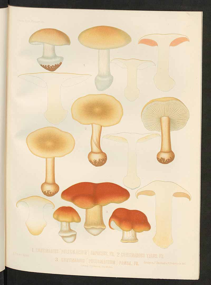 no HD illustration available (m5)
