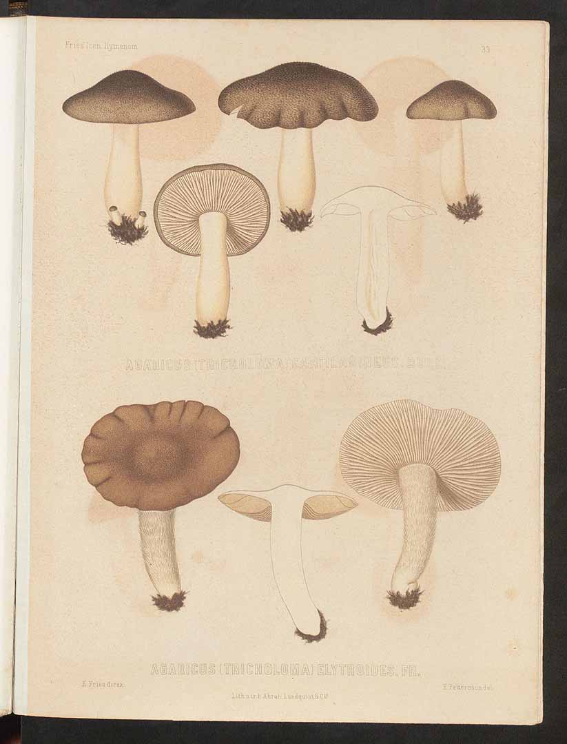 no HD illustration available (m5)