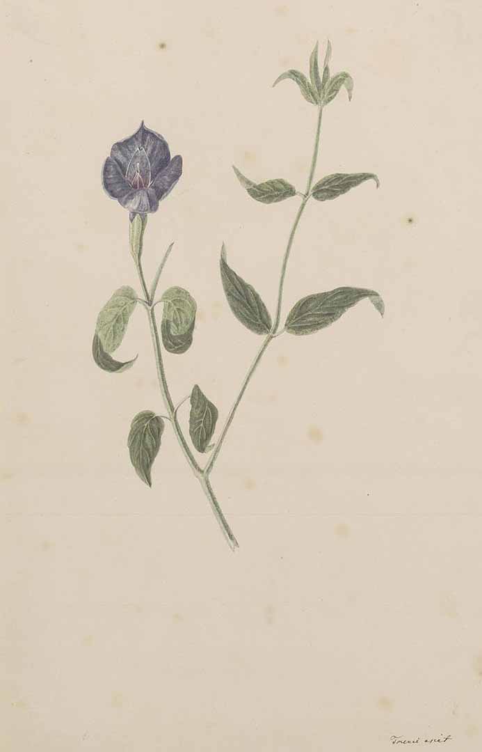 no HD illustration available (m5)