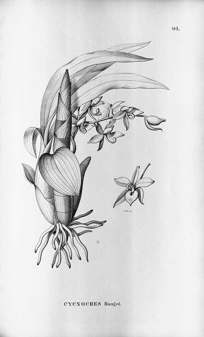 no HD illustration available (m5)
