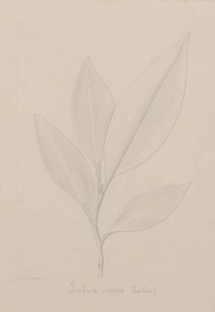 no HD illustration available (m5)