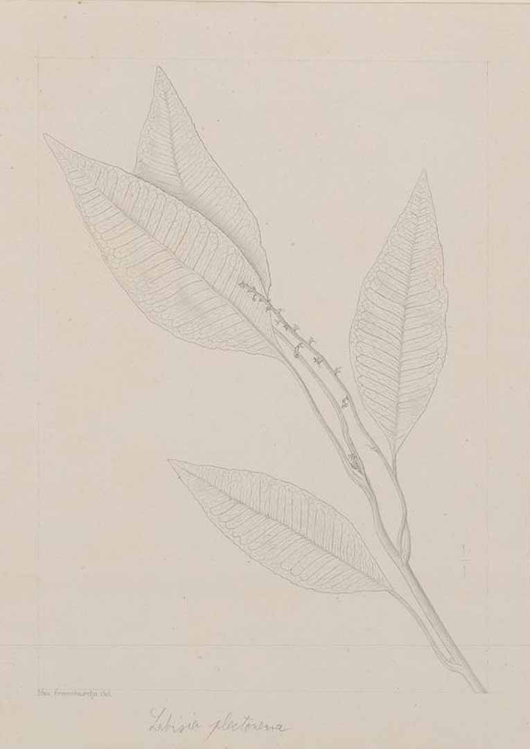 no HD illustration available (m5)