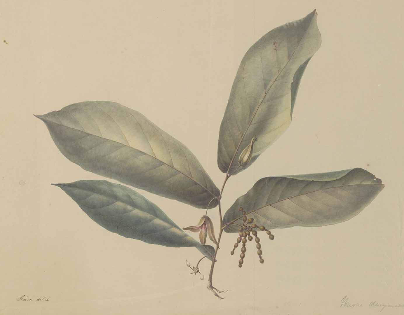 no HD illustration available (m5)